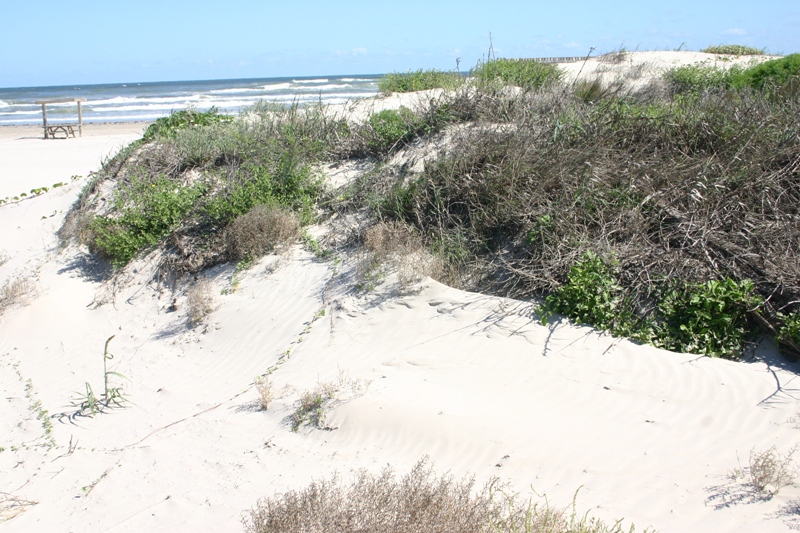 Padre Island National Seashore