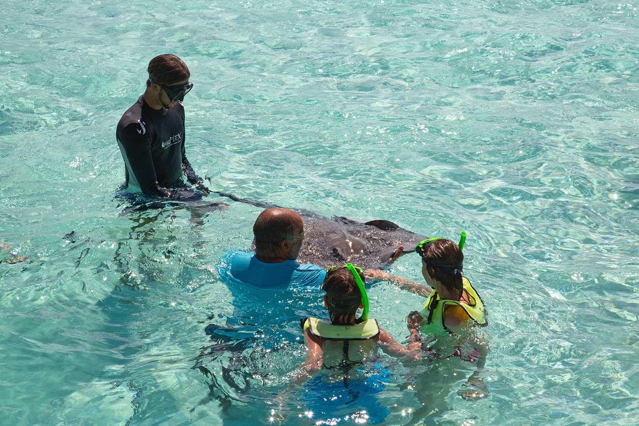 Stingrays are friendly