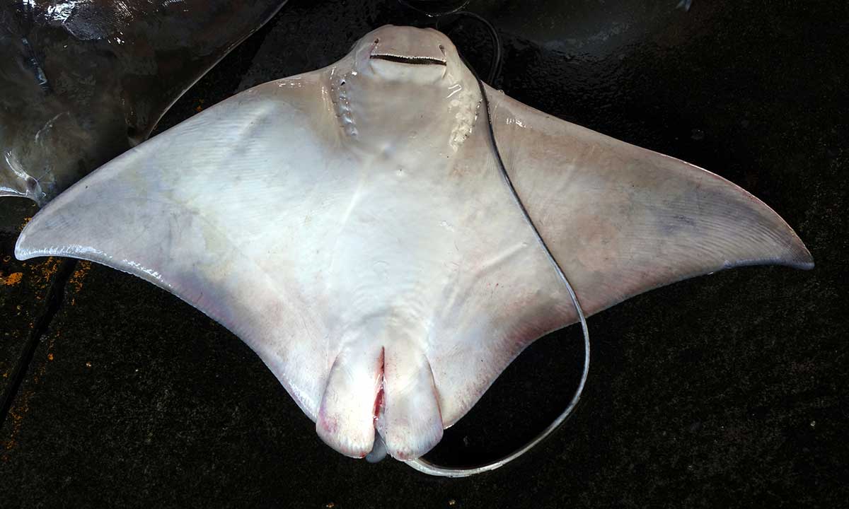 Stingray barb