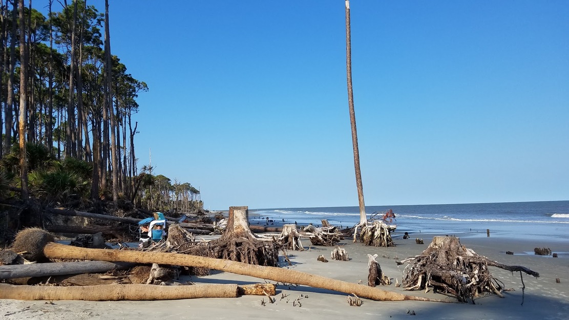 Driftwood on Hunting Island State Park Beach