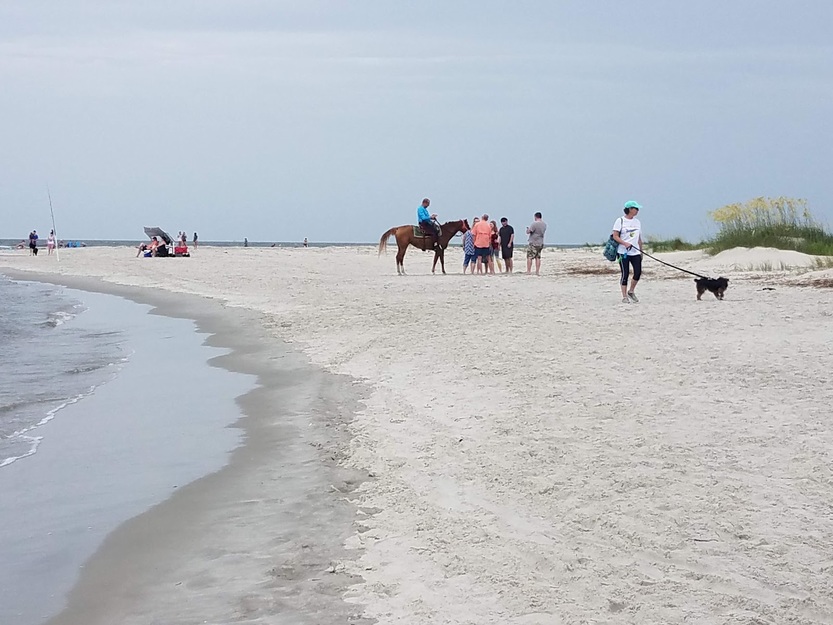 Horses and people on the beach