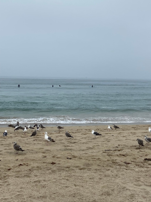 Seagulls on Bruce's Beach California