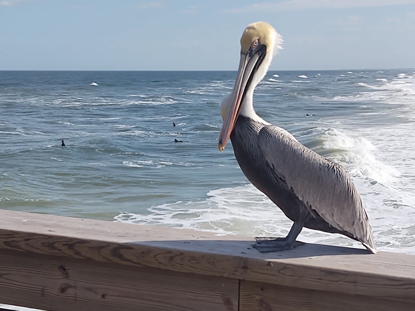 Pelicane on the seashore