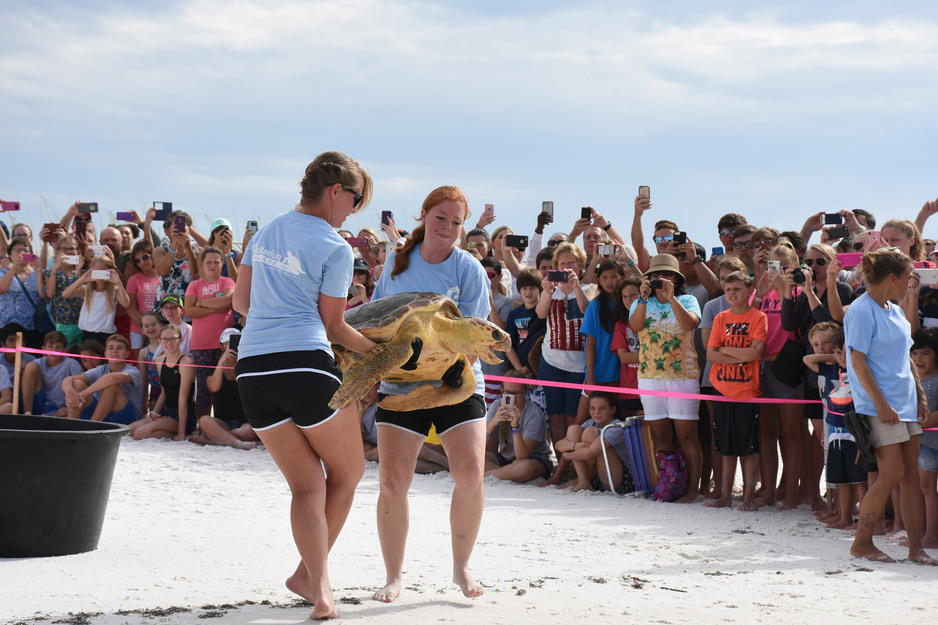 Releasing the turtle