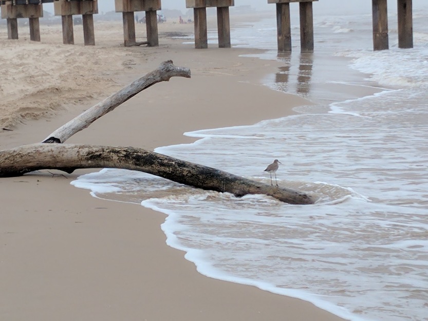 Driftwood on the seashore