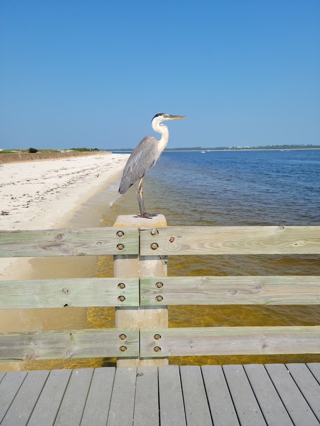 Bird on the fishing pier on Fort Pickens Beach, FL