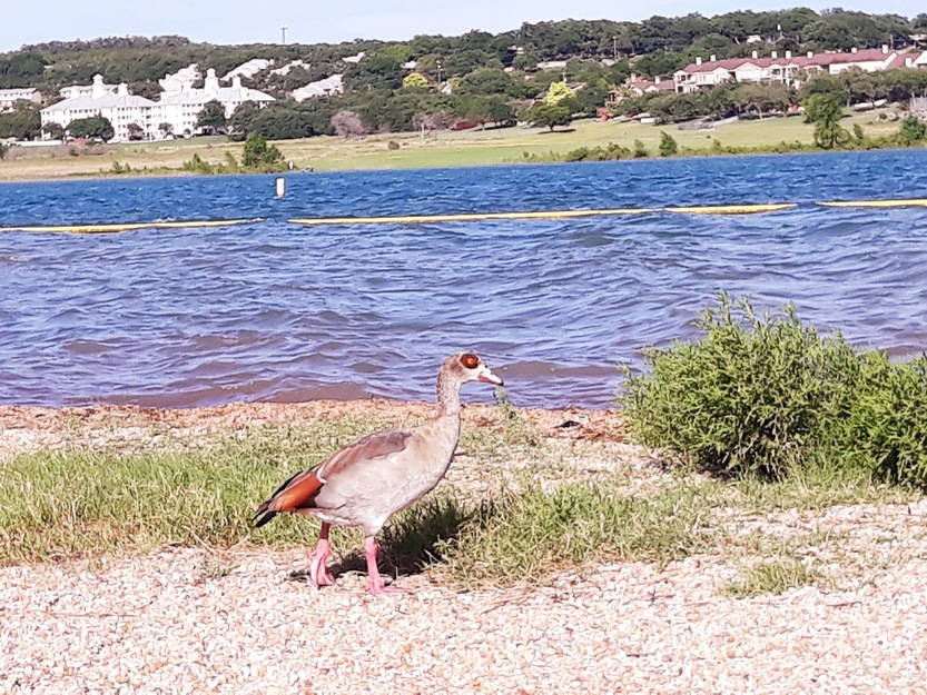Bird near the lake