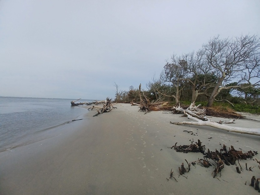 Driftwood on Lighthouse Inlet Heritage Preserve Beach