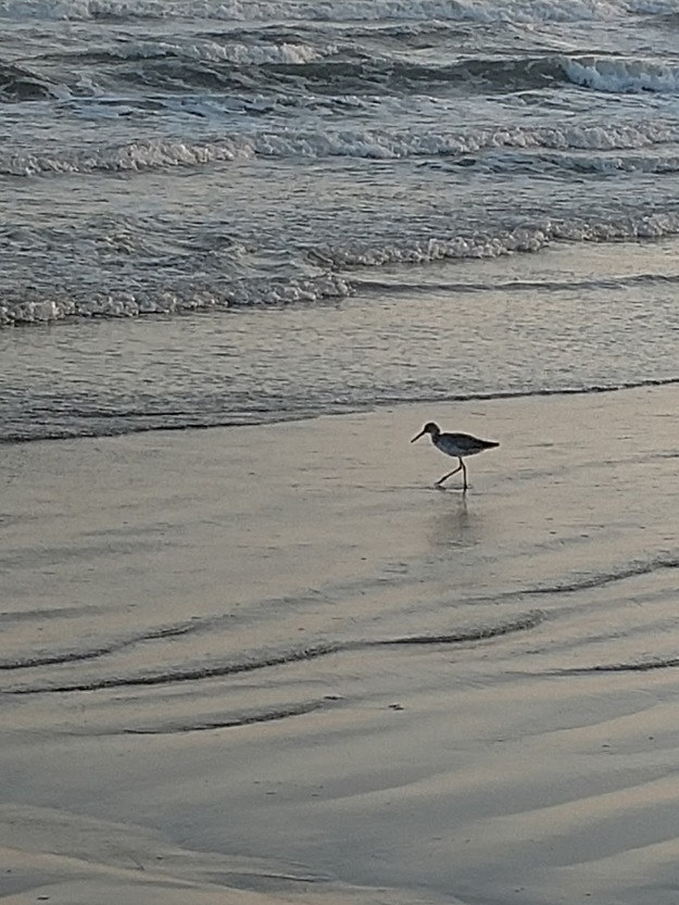 Bird near the sea