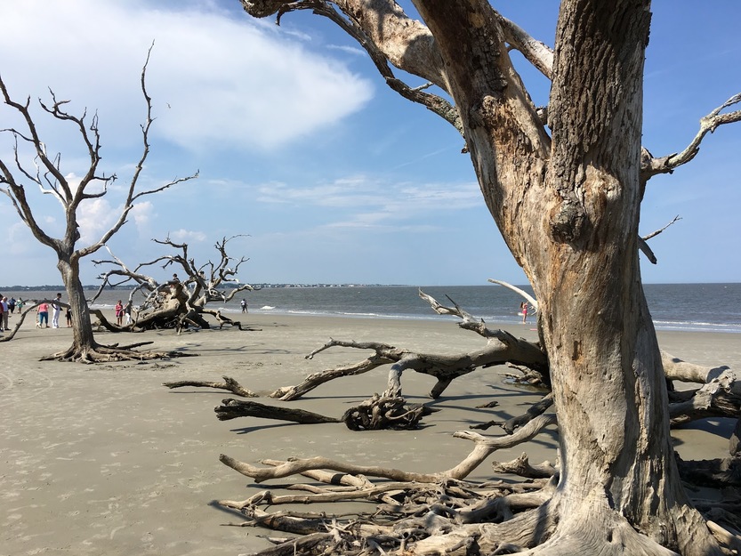 Driftwood Beach, Georgia