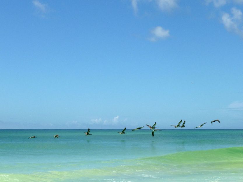 Grayton Beach pelicans