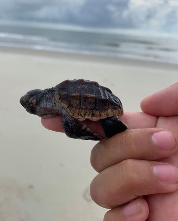 A human hand holding a baby turtle