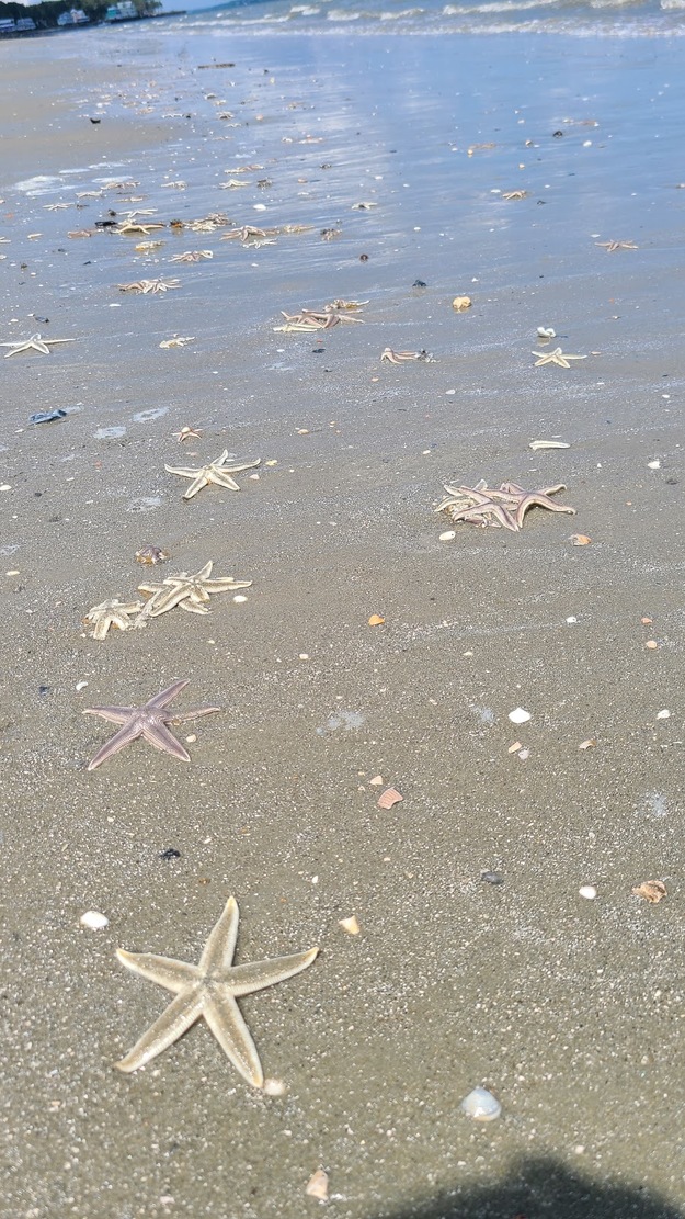 Sea stars on Bloody Point Beach SC