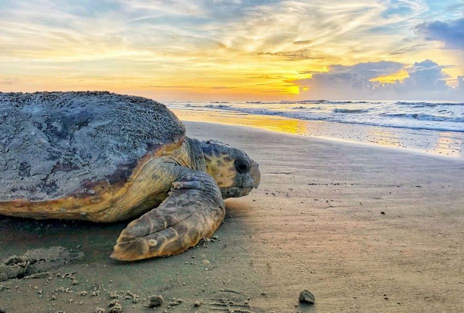A large turtle on the beach