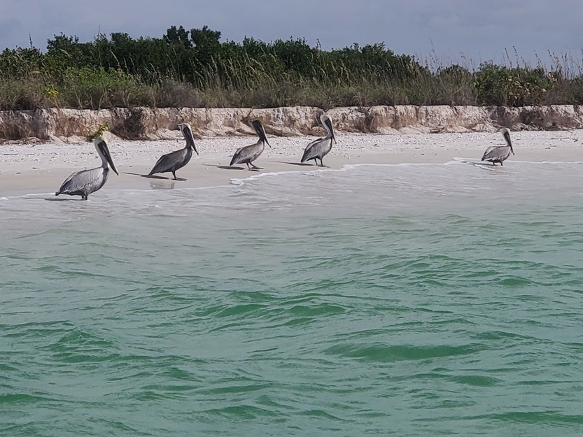 Birds on Keewaydin Island Beach