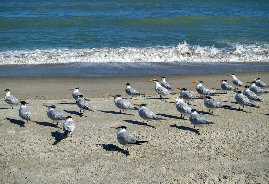 Birds in Hightower Beach Park