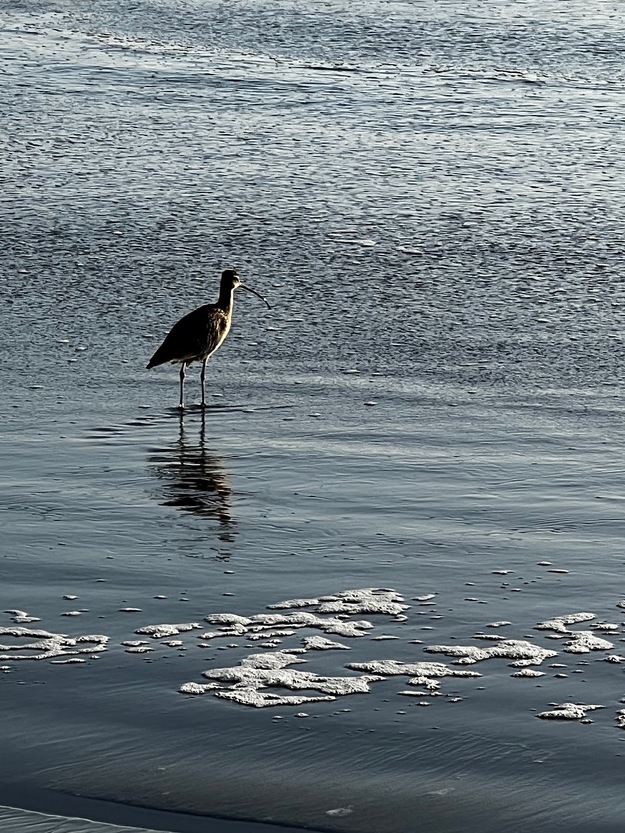 Bird on Stinson Beach California