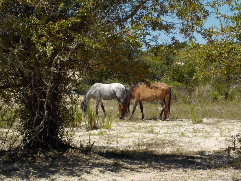 Wild horses in the wood
