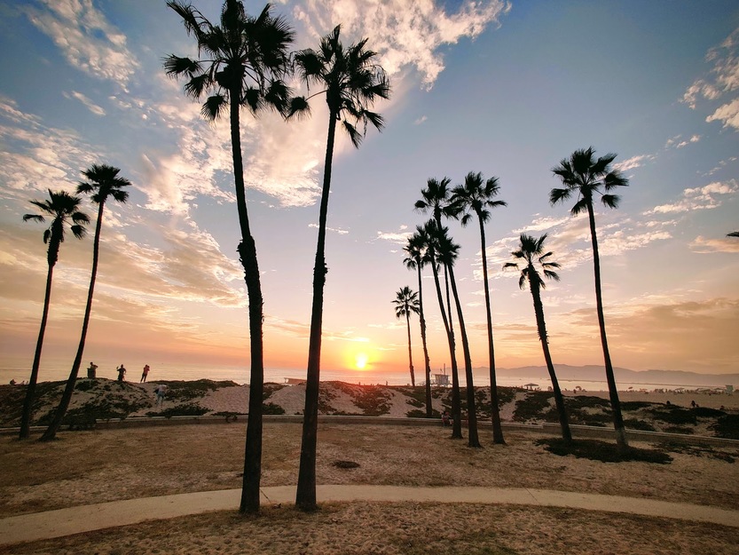 Palms on Dockweiler Beach California
