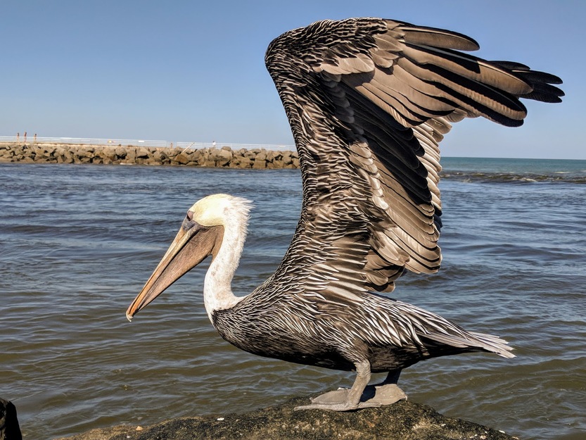 Pelican near the sea