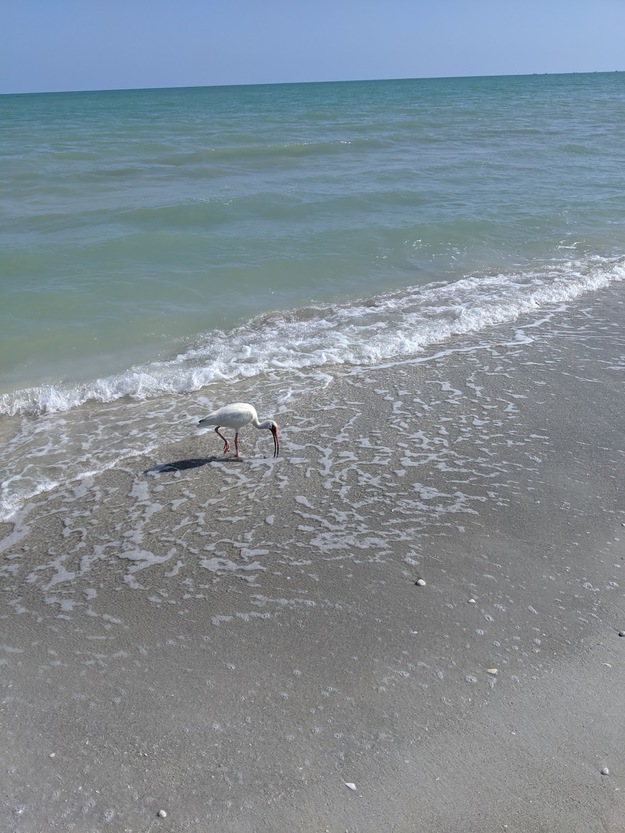 Bird on Gulfside City Park Beach Florida