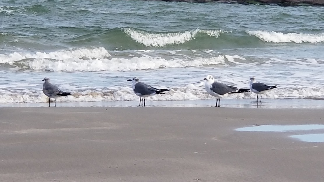 Seagulls on Bates Beach