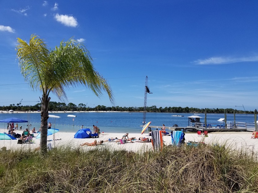 Palm in SunWest Park Beach FL