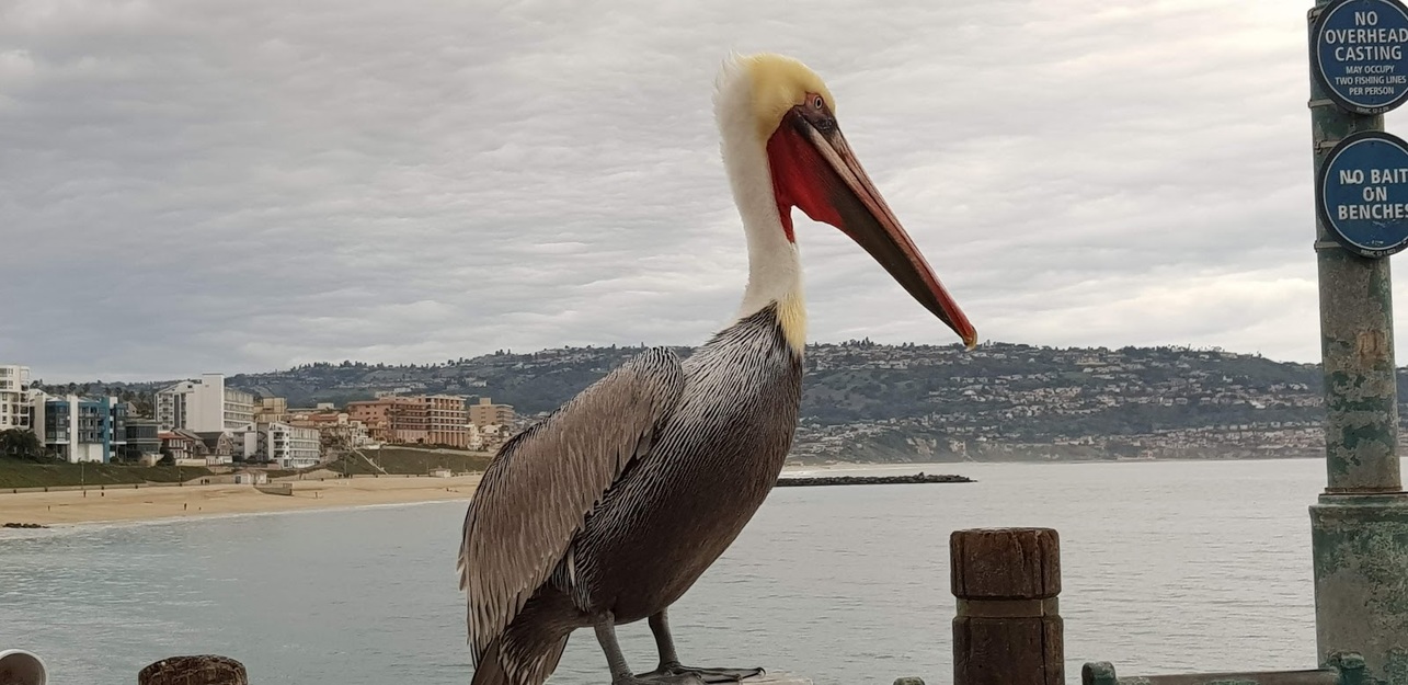 Pelican on Redondo Beach California