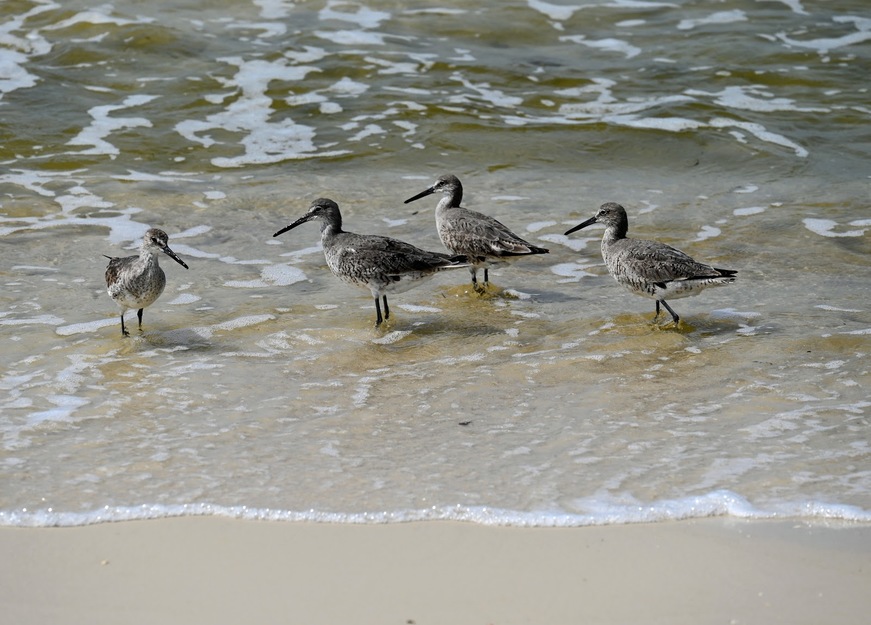 Birds on St. Joe Beach, FL