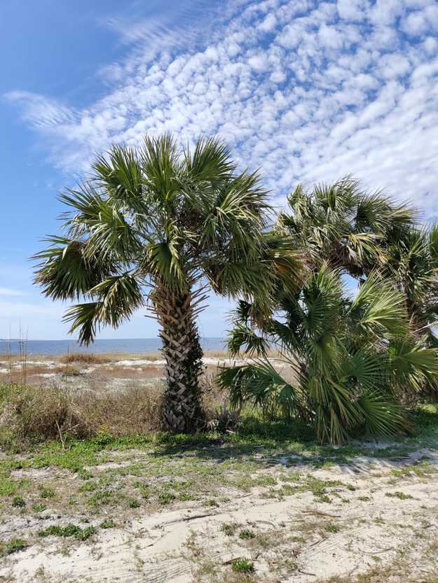 Palms on St. Joe Beach