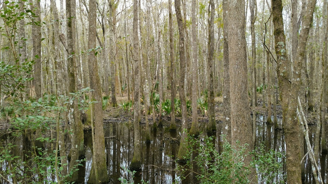 Water in the wood