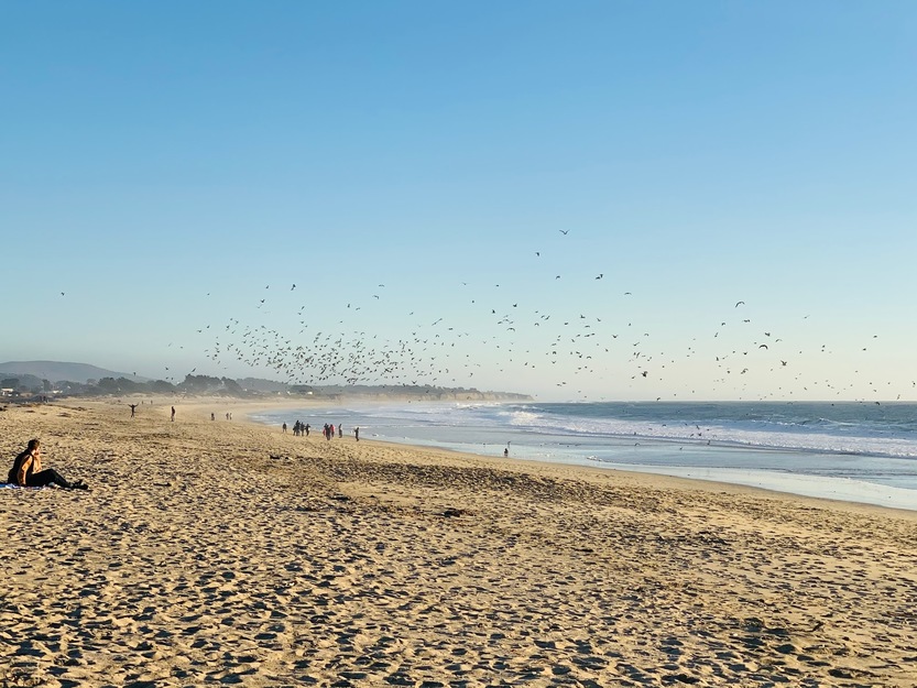 Birds over Venice State Beach California