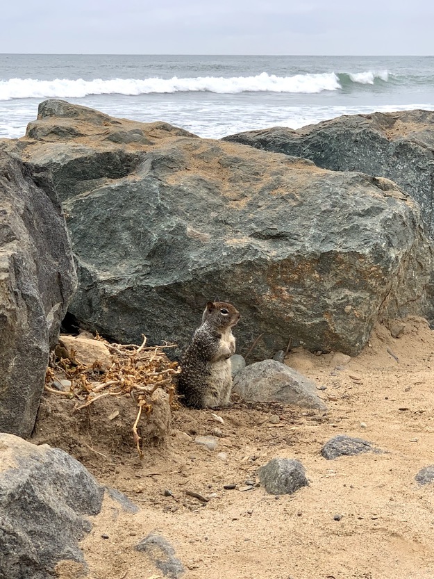 Animal on Gladiator Beach California