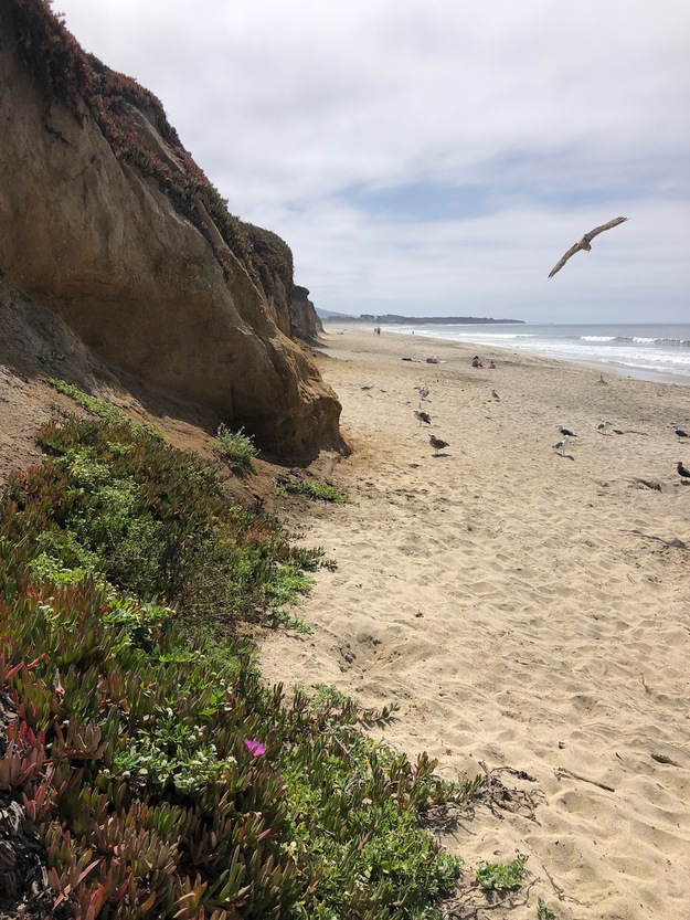 Bird flying over Half Moon Bay Beach CA