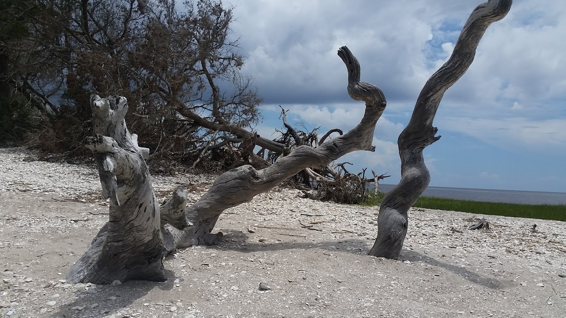 Driftwood on Shired Island Campground Beach, FL