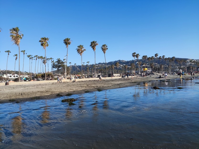 Palms on La Jolla Shores Beach California