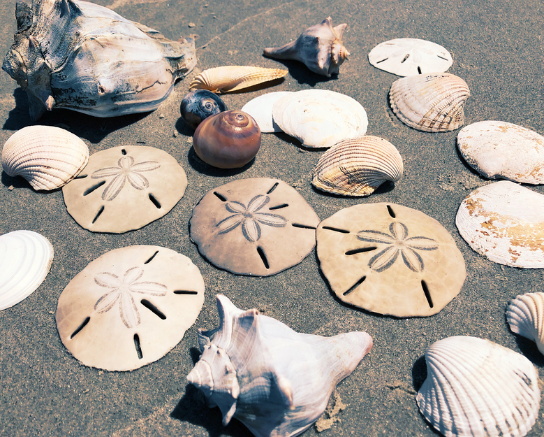 Sand dollars and other sea shells
