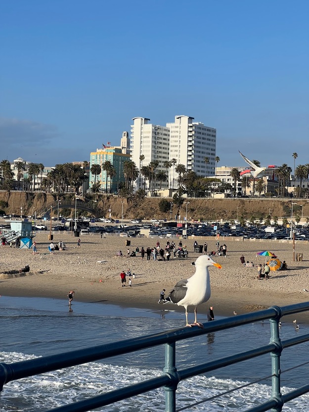 Seagull on Santa Monica Pier