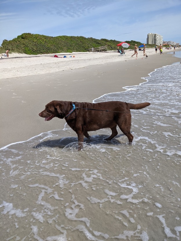 Dog on Eau Gallie Beach