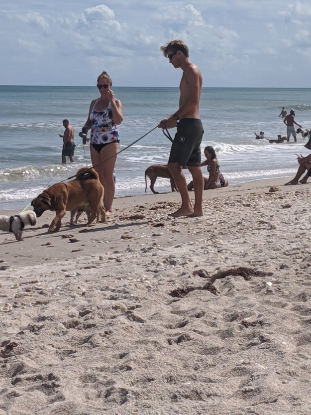 Dogs on the beach in Canova Beach Park