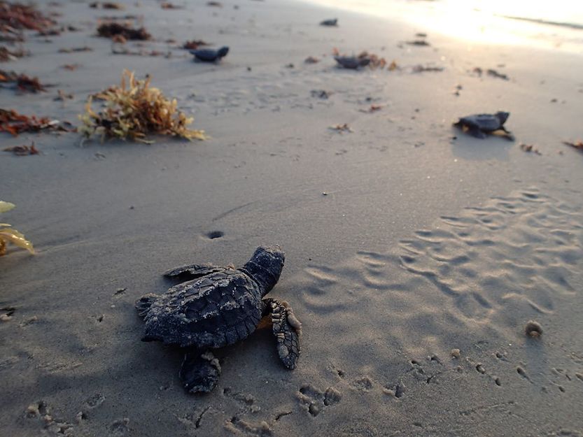 Baby turtles on Padre Island National Seashore
