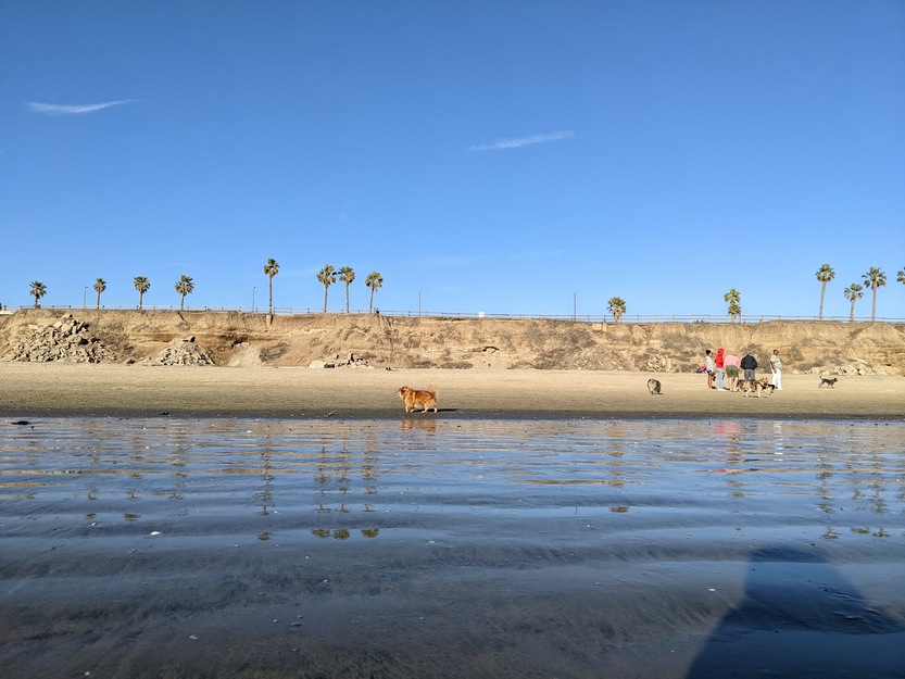 Dog Beach in Huntington Beach California