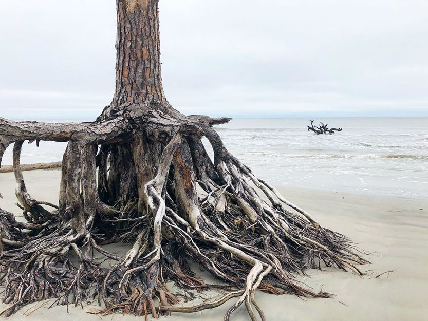 Driftwood with enormous roots on the beach