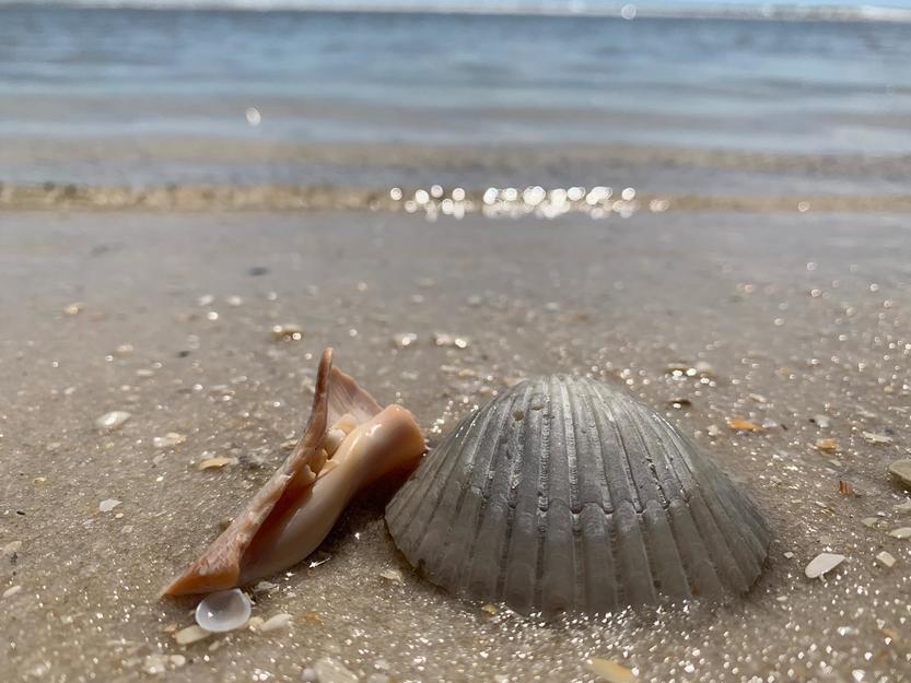 Sea shells on Dog Island Beach Florida