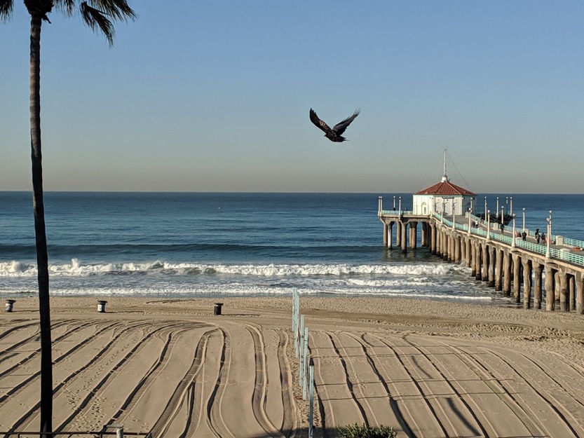 Birds over Manhattan Beach Pier California