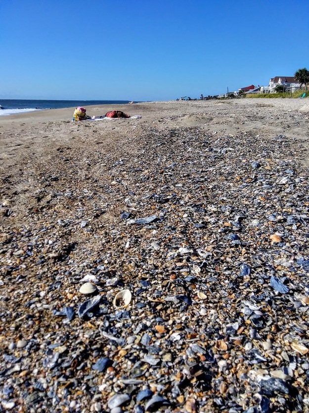 Seashells on Edisto Beach