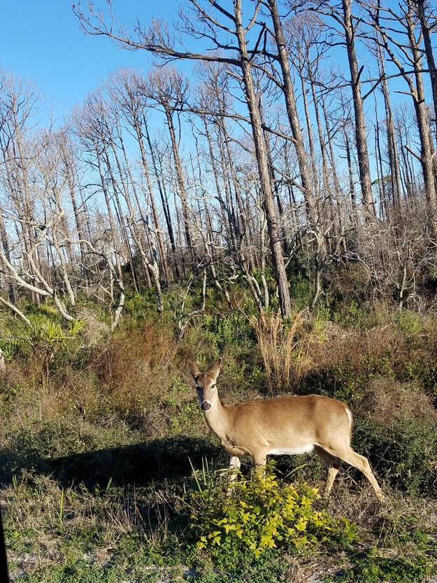Deer in St. Joseph Peninsula State Park FL