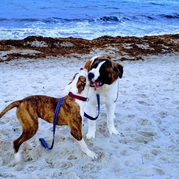 Dogs on Hollywood Dog Beach