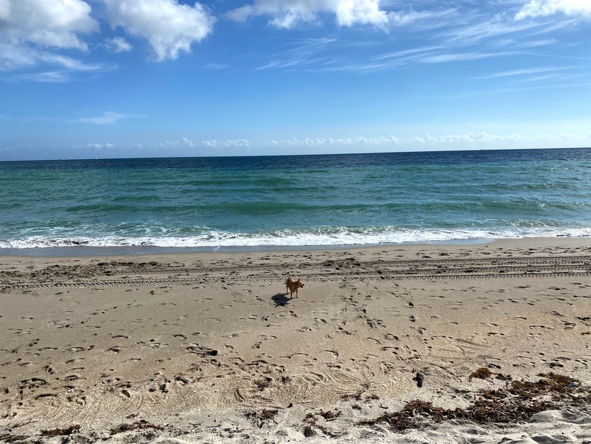 Dog running along the beach