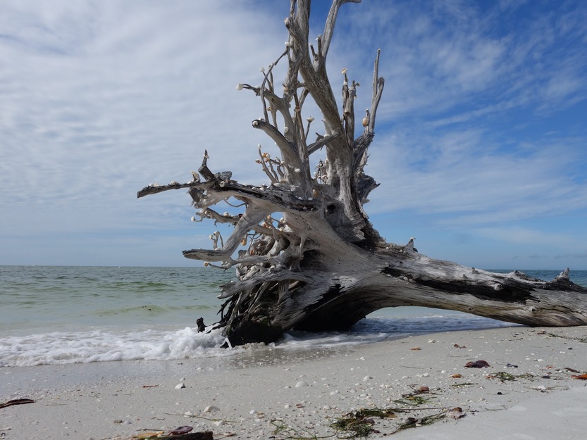 Driftwood in Lovers Key State Park